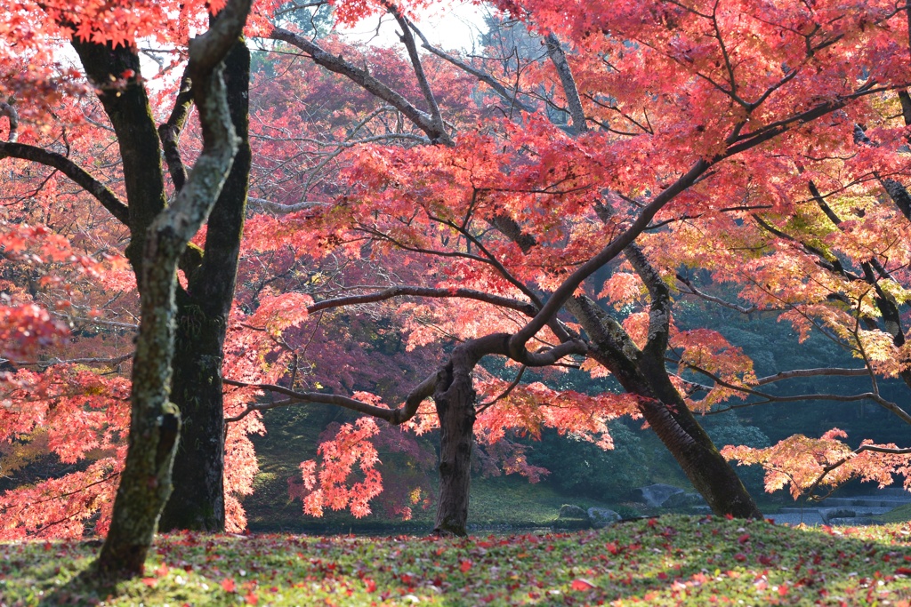 京のお庭で一番