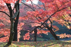 京のお庭で一番