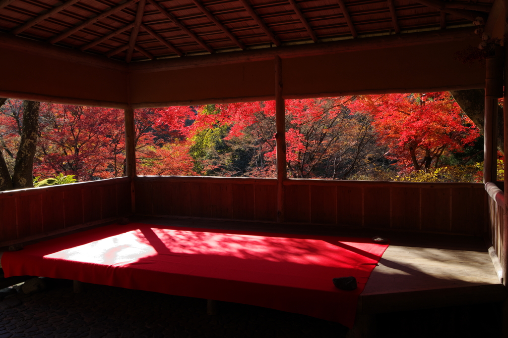 燃ゆる陽ざし