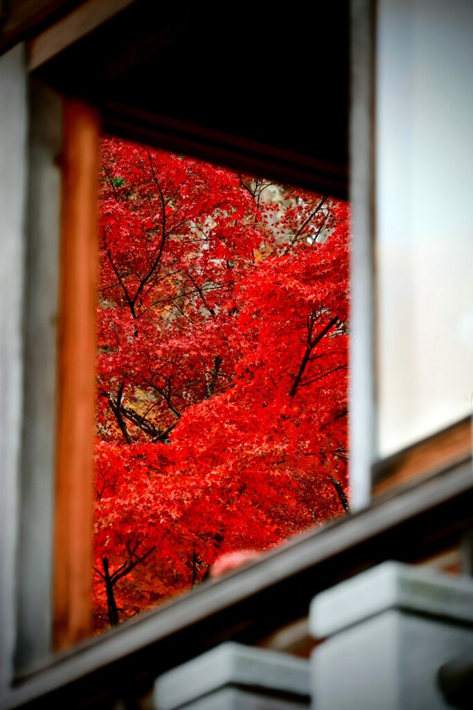 窓越しの紅葉