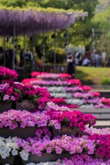 春の彩り ～あしかがフラワーパーク