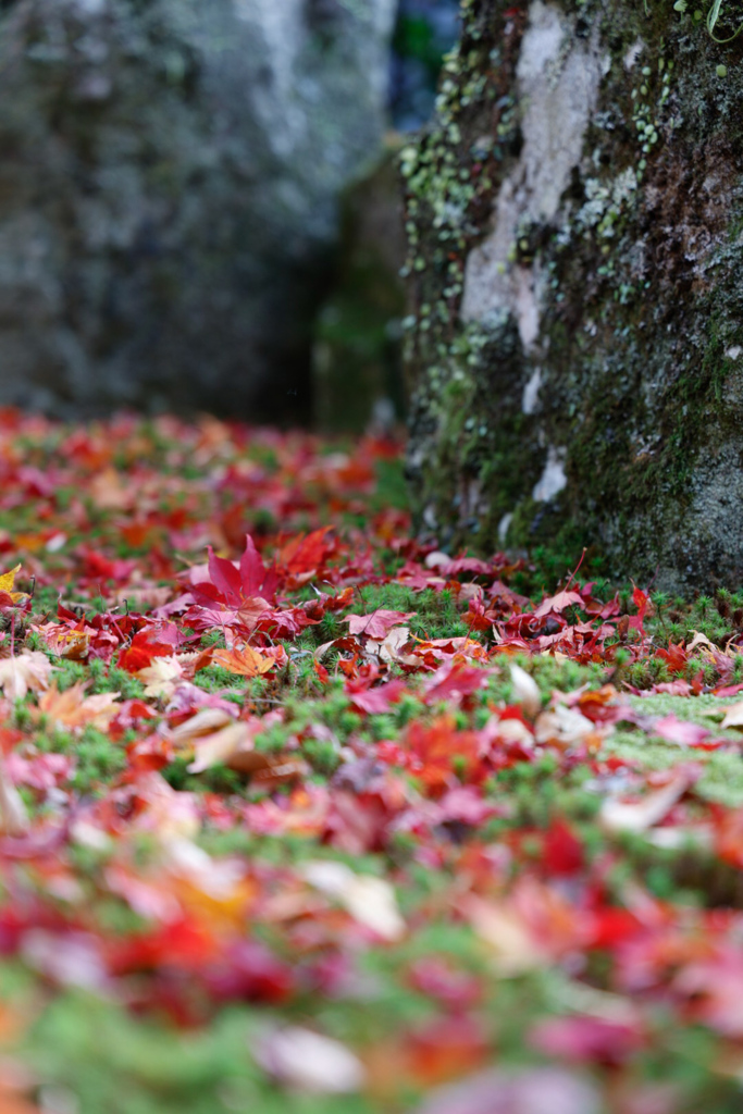 紅葉の永源寺⑨