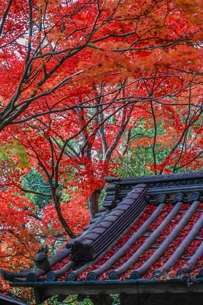 紅葉の永源寺⑤