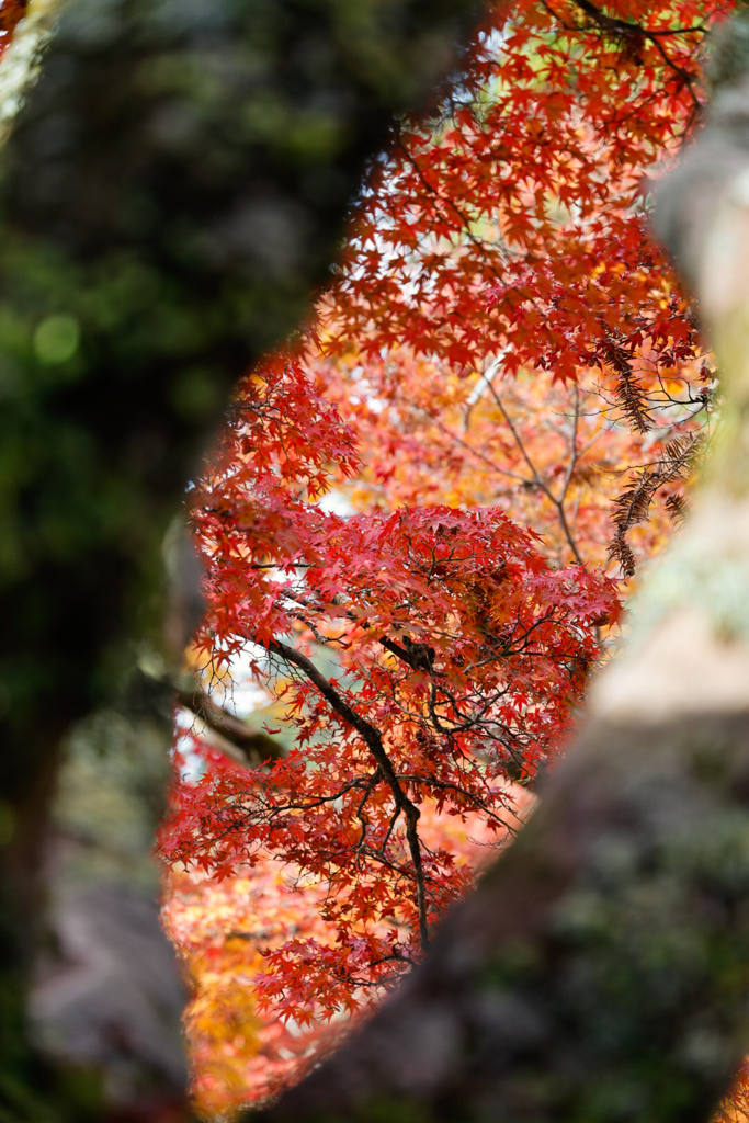 紅葉の永源寺④