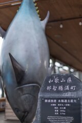 マグロの町、和歌山県勝浦