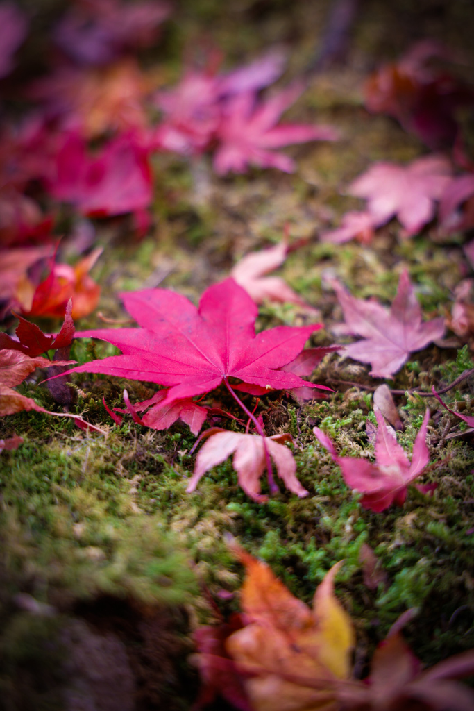 紅葉の永源寺②