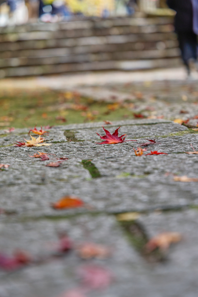紅葉の永源寺⑦