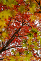 紅葉の永源寺