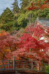 紅葉の永源寺⑧