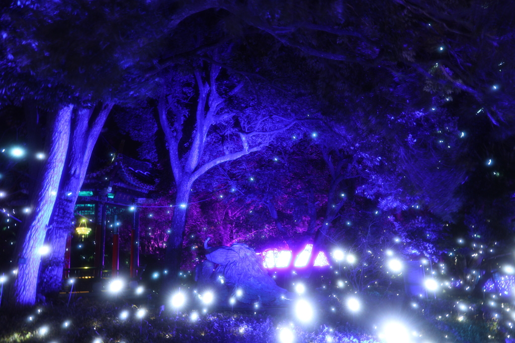 湘南の宝石2025-2026イルミネーション1