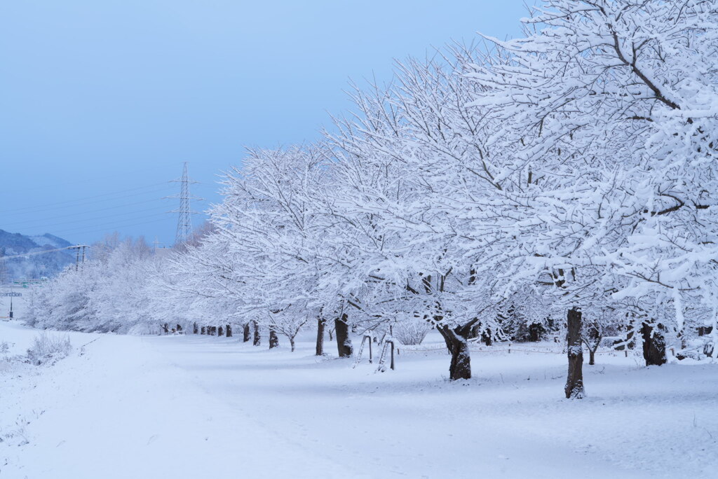 冬の桜並木