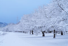 冬の桜並木