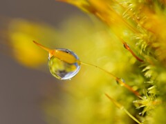雨の日のお楽しみ
