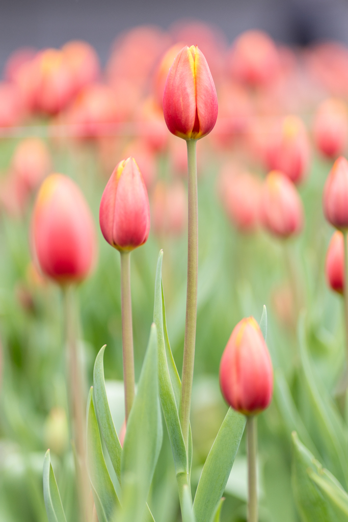 アイスチューリップ