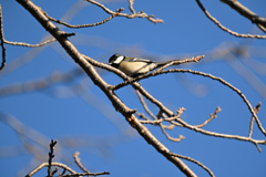 混群の先頭打者