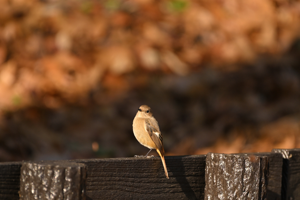 公園で振り向くジョビコさん