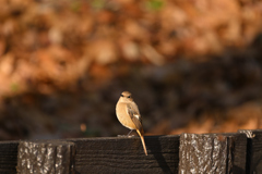 公園で振り向くジョビコさん