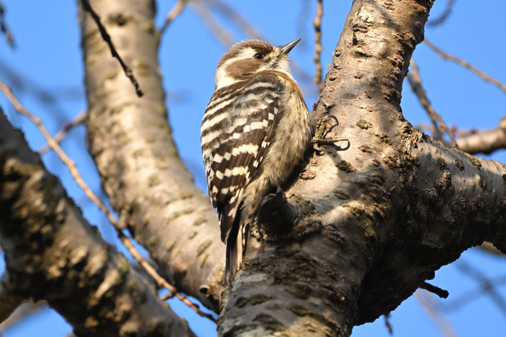 木の上で寝てた？