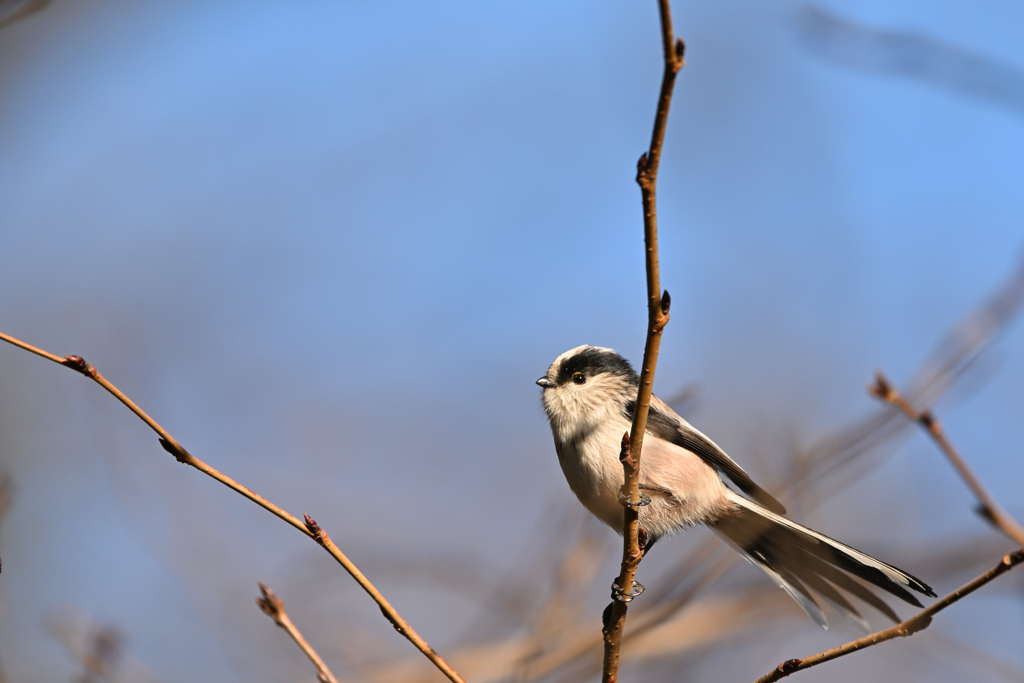 留まらないエナガさん