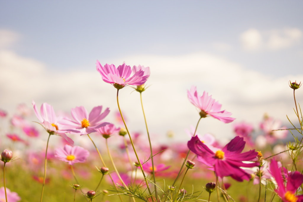 コスモス