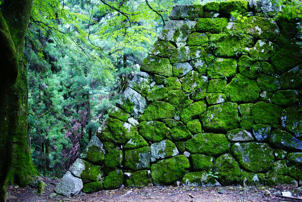 緑の石垣