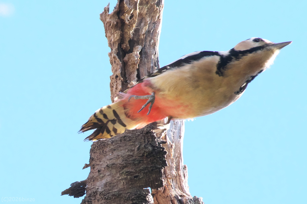 アカゲラ　跳ぶ