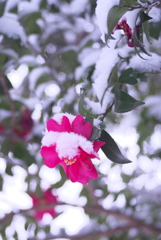 雪と山茶花