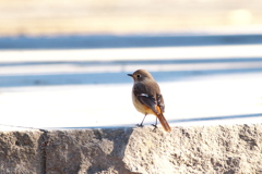 通称「ジョビ子」