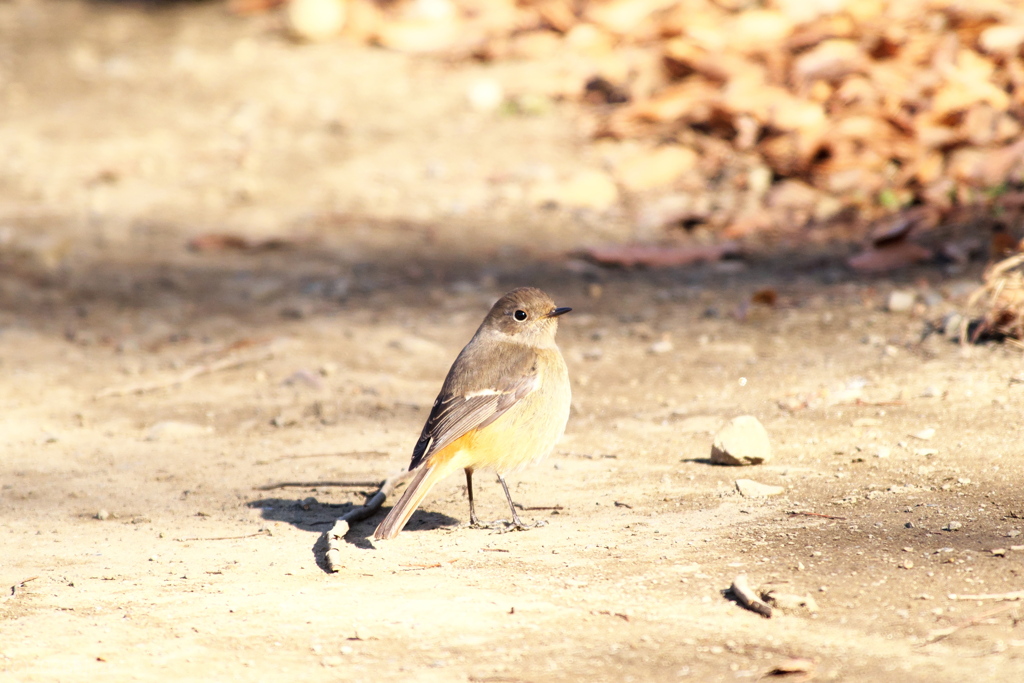 様子をうかがう「ジョビ子」