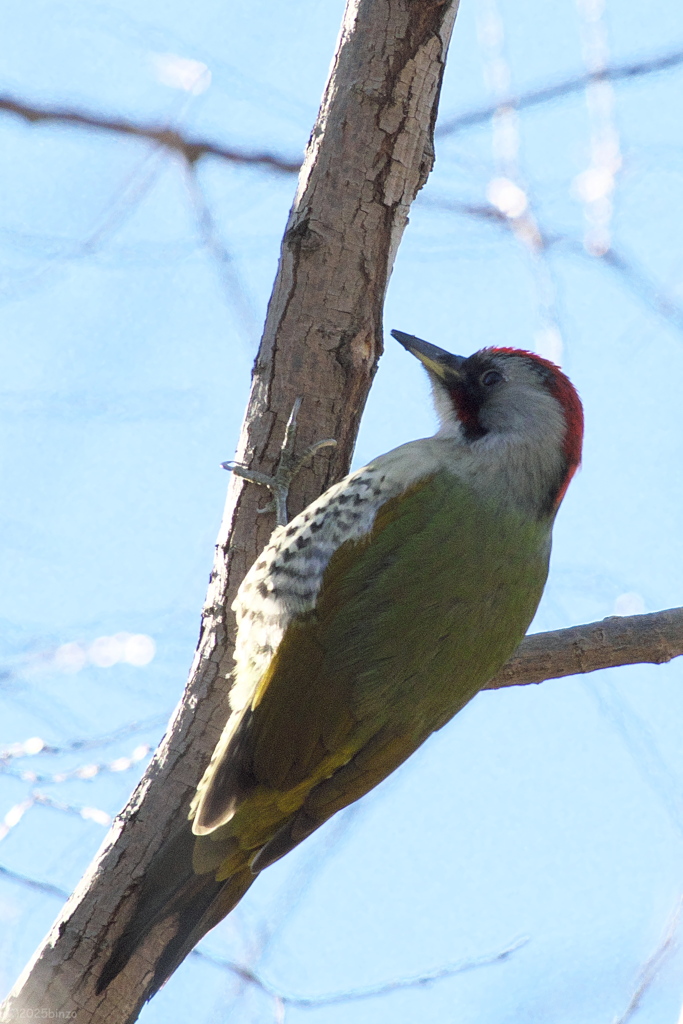 初めてのアオゲラ
