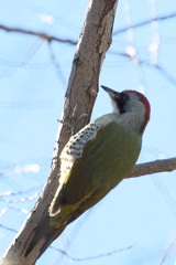 初めてのアオゲラ