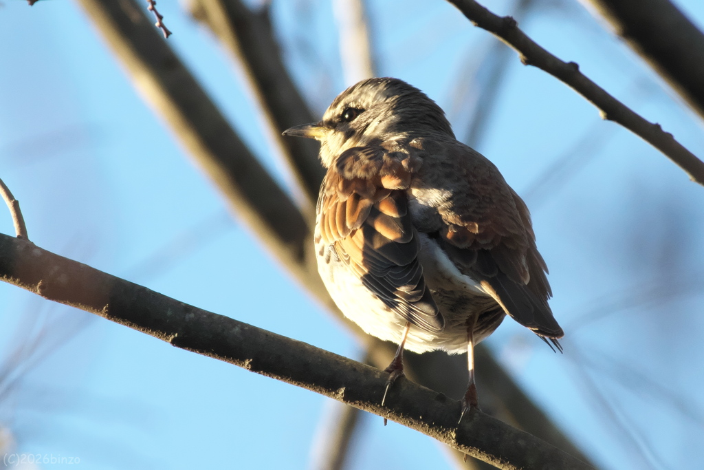 ひなたぼっこツグミ