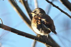 ひなたぼっこツグミ