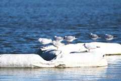 ユリカモメたち