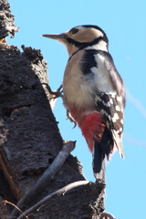 アカゲラがいた(*'ω'*)