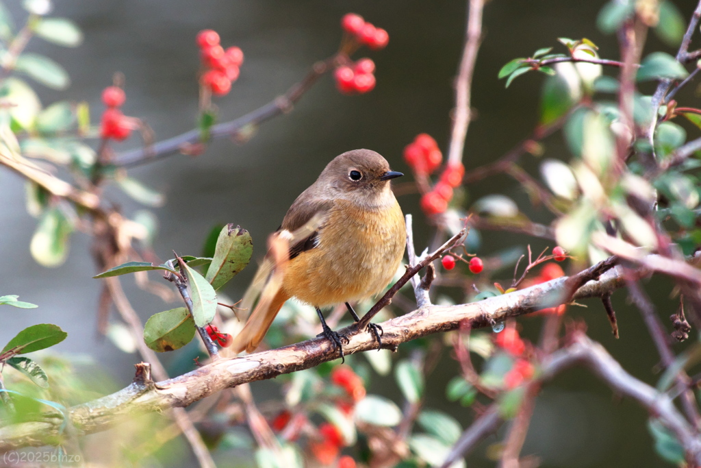 ジョウビタキ今年の見納め　その２