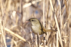 春告鳥～ウグイス