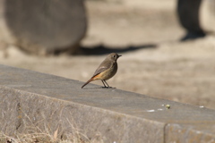 ジョウビタキ♀