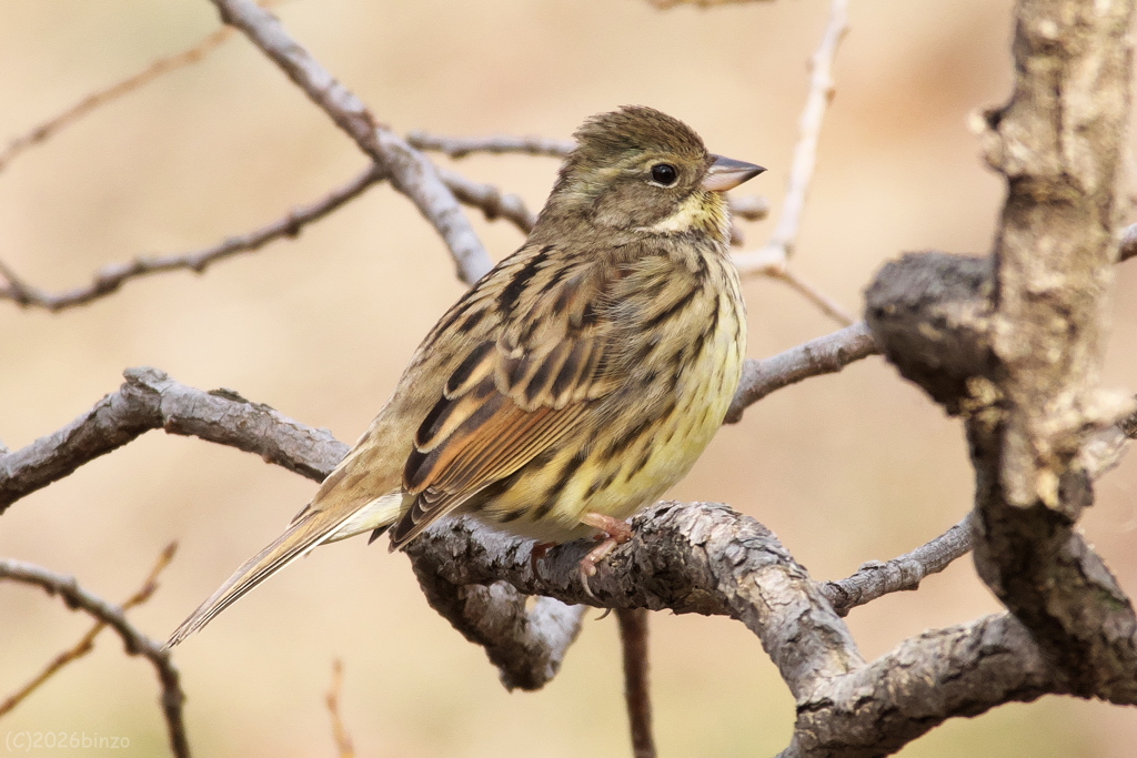 きょうのアオジ
