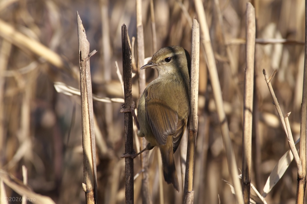 春告鳥～ウグイス