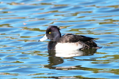 初めてのキンクロハジロ