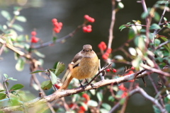 ジョウビタキ今年の見納め　その１