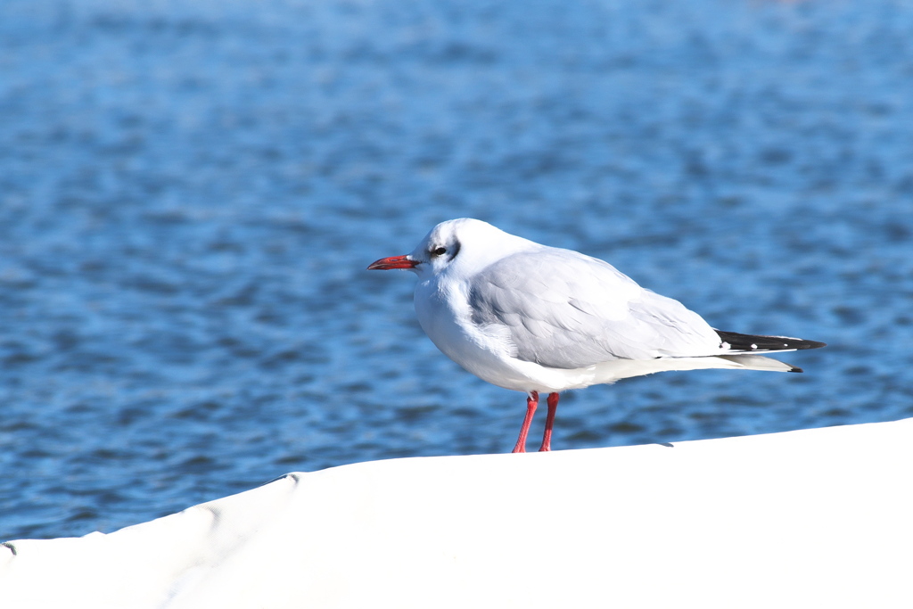 佇むユリカモメ