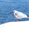 佇むユリカモメ