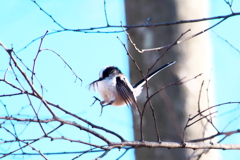 エナガ じゃんぷ！