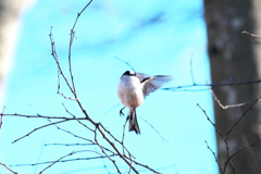 エナガ　じゃーんぷ！
