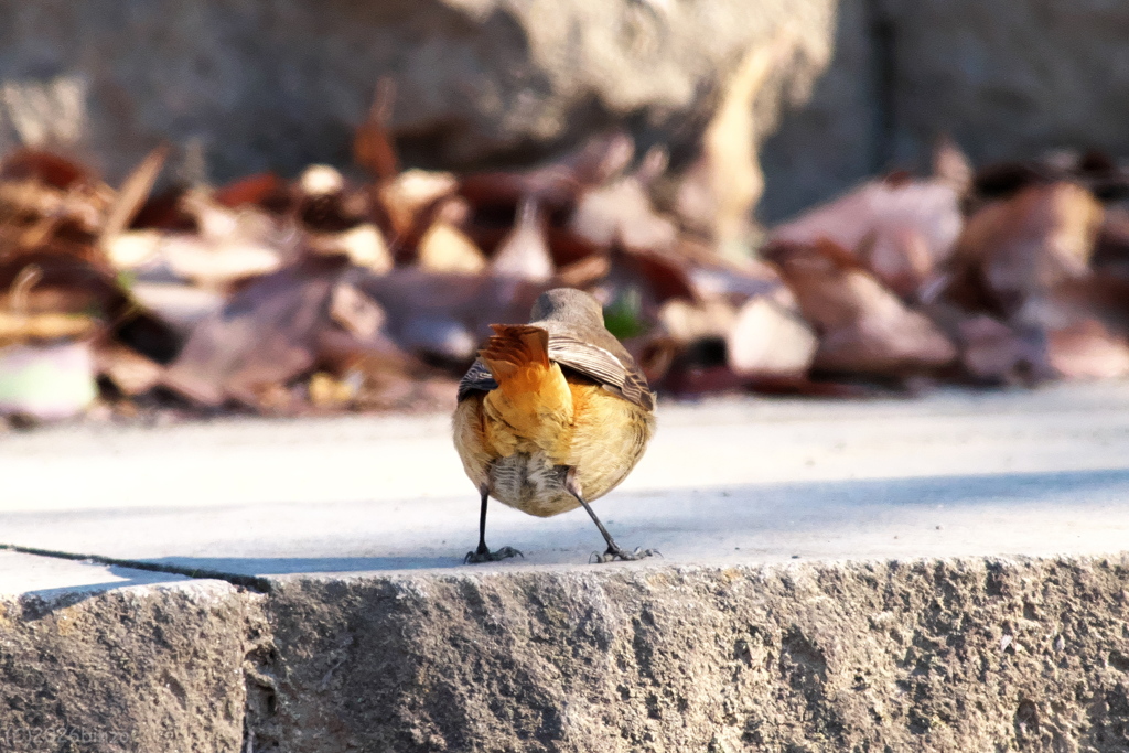 「ジョビ子」のおしり