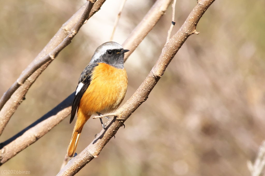 ジョウビタキ♂