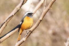 ジョウビタキ♂