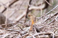 きょうのジョウビタキ「ジョビこ」